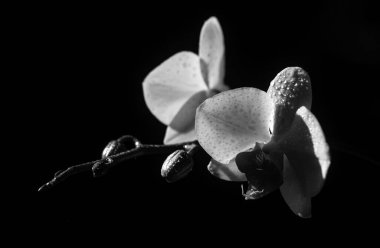 Ev için dekoratif çiçekler. Çiçek konsepti. Eviniz güzelmiş. Orkide çiçeği