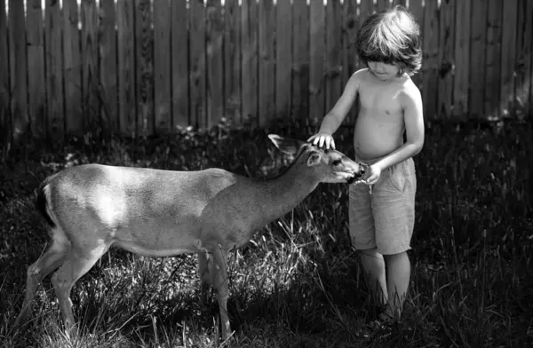 Χαριτωμένο Παιδί Που Ταΐζει Ελαφάκι Όμορφο Αγόρι Χαριτωμένο Ζώο Στο — Φωτογραφία Αρχείου