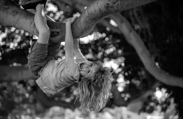 Kids climbing trees, hanging upside down on a tree in a park. Cute little kid boy enjoying climbing on tree on summer day. Cute child learning to climb. Boy climbs up the tree in summer park