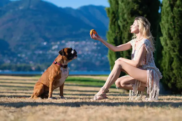 Training dogs. Sexy woman play with Boxer dog. Young girl throwing ball to boxer dog. Dog tries to catch ball. Sensual Woman playing with dog in park on summer day