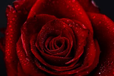 Altın gül. Siyah arka planda altın güllerin yakın çekimi. Yaratıcı çiçek konsepti. Lanet olası duvar kağıdı. Altın gül çiçeği, dekoratif tasarım elementi, çiçek deseni, dekorasyon, dekor