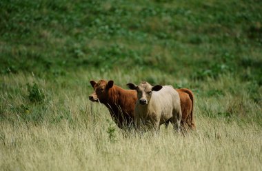 Süt çiftliğindeki buzağı. Taze yeşil bir çayırda buzağılar yan yana durur.