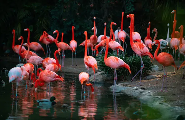 Amerykański Lub Karaibski Flaming Fenicopterus Ruber Flamingi Lub Flamingi Rodzajem — Zdjęcie stockowe