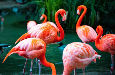 Amerikan Flamingosu. Flamingolar. Güzel kuşlar flamingo grubu