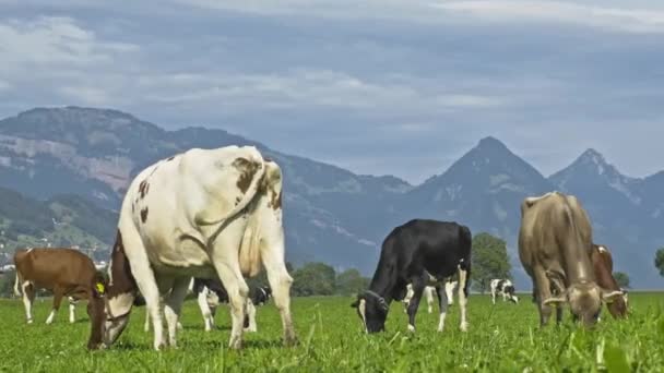 Cows Mountain Field Cow Alps Brown Cow Front Mountain Landscape — Stock Video