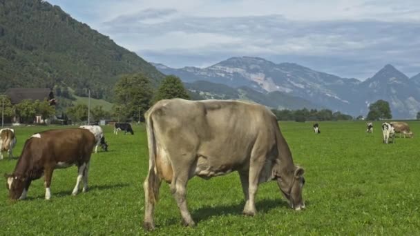 Las Vacas Pastan Prado Pastos Ganado Vacuno Campo Verde Ganado — Vídeos de Stock