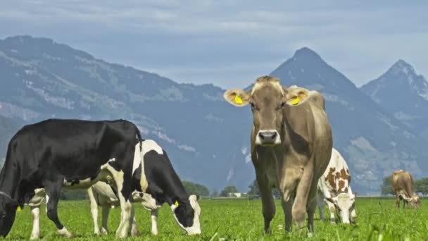 Корова Зеленому Полі Швеції Випасання Великої Рогатої Худоби Полі Корови — стокове відео