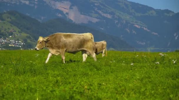 Cows Mountain Field Cow Alps Brown Cow Front Mountain Landscape — Stock Video