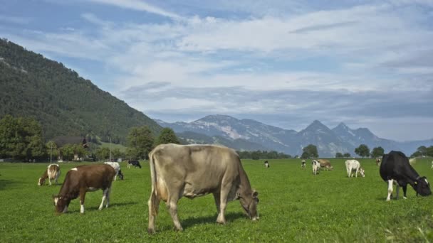 Koe Weide Bergen Bruine Koe Een Groene Weide Koeien Kudde — Stockvideo
