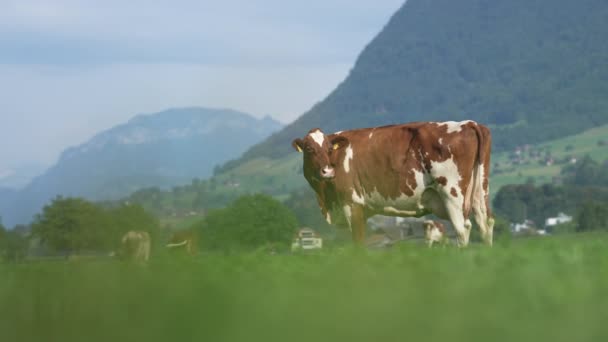 棕色的瑞士奶牛根西 Ayrshire或Milking Shorthorn奶牛奶牛在草地上吃草 牛群在绿地里放牛 农村山上的牧场上有奶牛 Brangus牛在里面 — 图库视频影像
