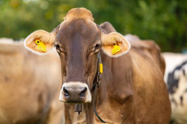 İnekler İsviçre 'de bir çayırda yaz günü otluyorlar. İnekler tarlalarda otluyor. Yeşil bir tarlada sığır otlağı. Eko sığır çiftliğindeki bir tarlada inekler. Otlak ineğinden organik süt. İsviçre
