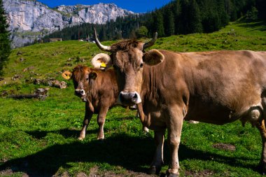 Alplerdeki inek otlağı. İsviçre 'de Alp Çayırı' nda otlayan inekler. İnek otlağı. Yeşil alp çayırındaki inek. Yeşil tarlada taze çimlerle otlayan inek. İsviçre inekleri. Dağ tarlasında inekler