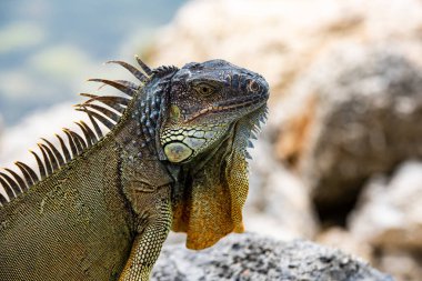 Taşın üstünde iguana kertenkelesi. İguana iguana familyasından bir kertenkele sürüngendir. Ve alt familya Iguanidae 'de