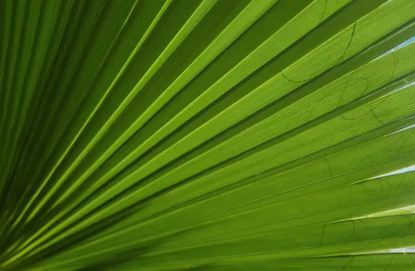 Tropisk Grön Bakgrund Palmblad Struktur Palm Kokos Lövverk Natur Grön — Stockfoto