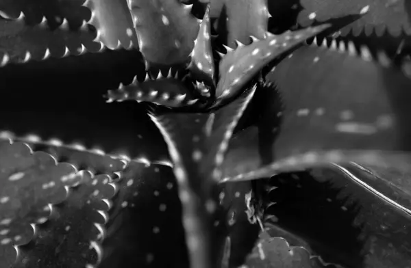 Aloe Vera Fondo Cactus Diseño Cactus Patrón Cactaceae —  Fotos de Stock