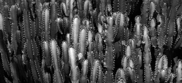 Fondo Cactus Diseño Cactus Patrón Cactaceae —  Fotos de Stock