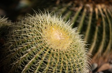 Kaktüs sırtı, kaktüs tasarımı ya da kaktaceae deseni