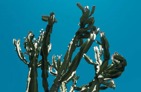 Cactus Desert Sky Backdround Cacti Cactaceae Pattern — Stock Photo, Image