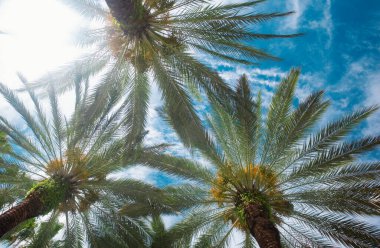 Tropik yeşil desen dokusu. Soyut yeşil doku arka planına sahip tropik palmiye yaprakları