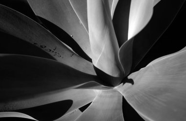 Agave yeşili. Kaktüs sırtı, kaktüs tasarımı ya da kaktaceae deseni