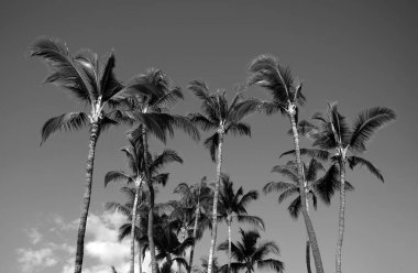 Mavi gökyüzünde palmiye ağaçları, tropik kıyılarda palmiye ağaçları, hindistan cevizi ağaçları. Avuç içi tropik tasarımı