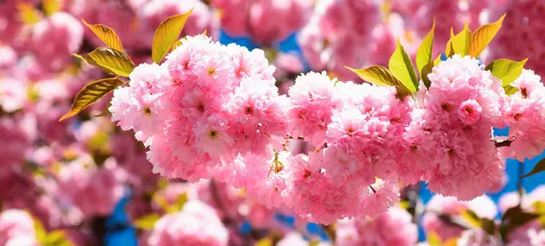 Spring banner, blossom background. Spring flowers background. Cherry blossom. Sacura cherry-tree. Blossom tree over nature background