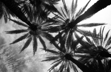 Tropik palmiye yaprağı arka planı, hindistan cevizi palmiyeleri. Yaz tropik adası, tatil düzeni. Avuç içi yeşili arkaplan