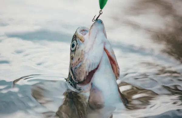 スチールヘッド マス小川から茶色のマスでロッドとリールをフライ フック上の魚 — ストック写真