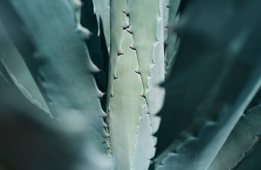 Agave 'ı kapatın. Çöl sırtında kaktüs, kaktüs ya da kaktaceae deseni. Agave kaktüsü