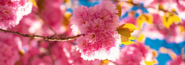Spring banner, blossom background. Cherry blossom. Sacura cherry-tree. Branch delicate spring flowers. Springtime. Spring flowers with blue background and clouds