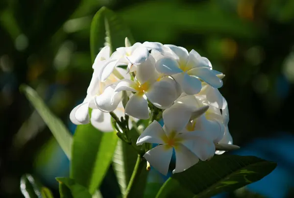 Witte Plumeria Rubra Bloemen Sluiten Frangipani Bloem Plumeria Pudica Witte — Stockfoto