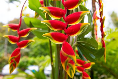 Istakoz pençesi, Heliconia Rostrata çiçeği. Heliconia rostrata, sallanan ıstakoz pençesi ya da sahte cennet kuşu. Çiçek açan yaz Kırmızı tropik çiçek