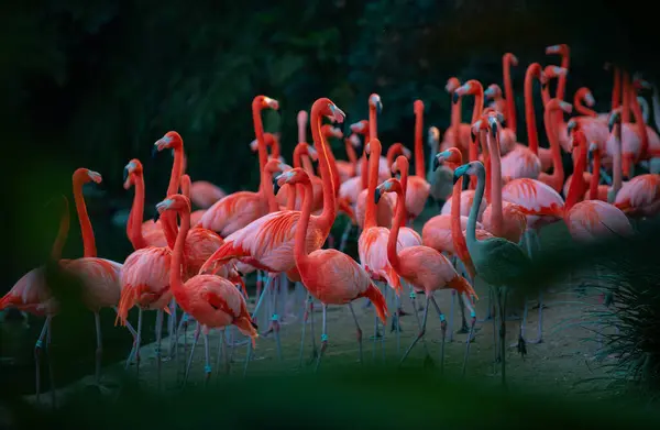 一群粉红的火烈鸟粉红火烈鸟美丽的鸟 加勒比火烈鸟 大鸟正在放松地享受夏天的时光 绿色自然背景 — 图库照片