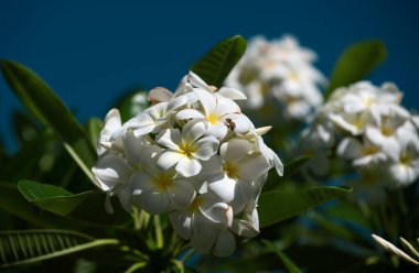 Beyaz Plumeria Rubra çiçekleri. Frangipani çiçeği. Plumeria, Pantip veya Frangipani familyasındaki bir çiçekçilik bitkisidir. Kıyametler