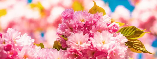 Spring banner, blossom background. Cherry blossom. Sacura cherry-tree. Spring Cherry blossoms, pink flowers. Blooming sakura blossoms flowers close up with blue sky on nature background