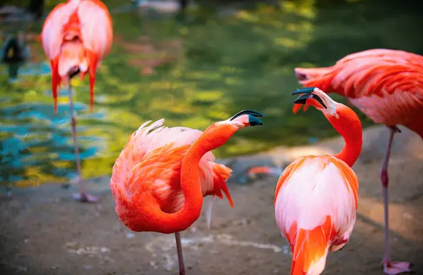 Flock Pink Flamingos Pink Flamingo Beauty Birds Caribbean Flamingo Big — 스톡 사진