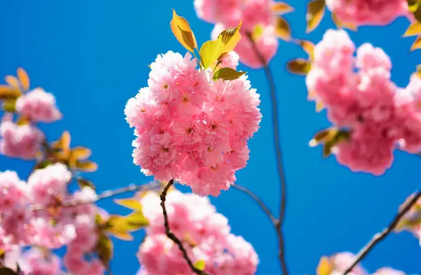 Kirschblüte Gänseblümchen Blühende Gänseblümchen Auf Der Wiese Sacura Kirschbaum Schöne — Stockfoto