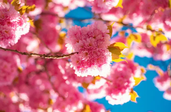 Κεράσι Ανθίσει Sacura Κερασιά Υποκατάστημα Λεπτή Ανοιξιάτικα Λουλούδια Άνοιξη Άνοιξη — Φωτογραφία Αρχείου