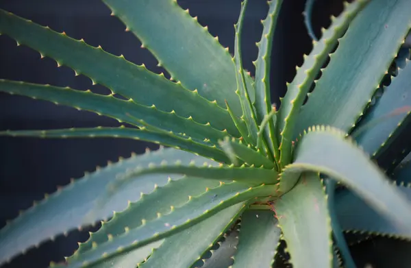 Aloe Vera Plant Macro Aloe Herbs — Stock Photo, Image