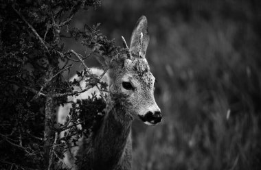 Geyik Fawn, Bambi, capreolus. Beyaz kuyruklu genç yumurta. Güzel vahşi yaşam geyiği konsepti