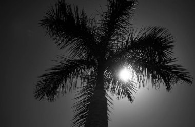 Mavi gökyüzünde palmiye ağaçları, tropik kıyılarda palmiye ağaçları, hindistan cevizi ağaçları. Palmiye manzarası