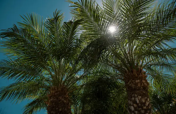 丛林中绿叶叶状花纹质感 棕榈叶质感 棕榈椰叶自然绿色背景 — 图库照片