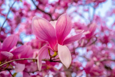 Bahar çiçeği arkaplanı. Mavi gökyüzü arka planında güzel açık pembe manolya çiçekleri. Çiçekli manolya çiçeği
