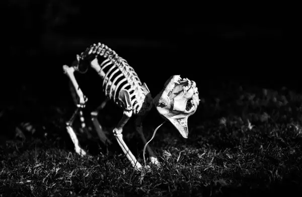 Halloween skeleton of scary dog or cat