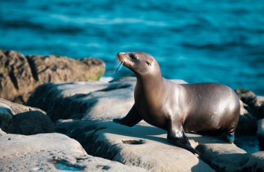 Okyanusta Deniz Aslanları. Kürk fok kolonisi, arktocephalus pusillus
