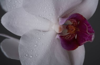 Islak orkide bitkileri. Orkideler çiçek açar, Phalaenopsis