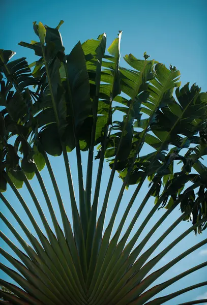 Trópusi Zöld Minta Textúra Trópusi Levél Textúra Pálma Lombozat Természet — Stock Fotó