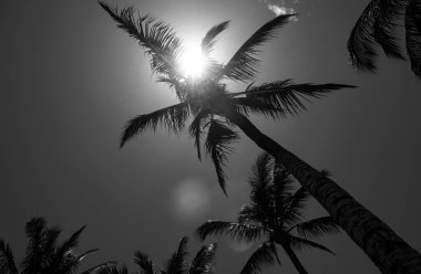 Tropik ağaçların arka planı. Mavi gökyüzünde Coco palmiyeleri. Avuç içi duvar kağıdı