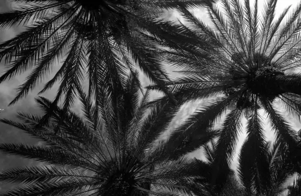 Palmenkulisse Sonnigen Himmel Tropische Palme Mit Sonnenlicht Auf Abstraktem Hintergrund — Stockfoto