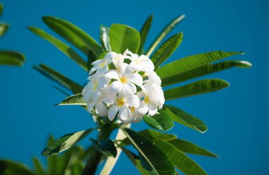 Beyaz Plumeria Rubra çiçekleri. Frangipani çiçeği